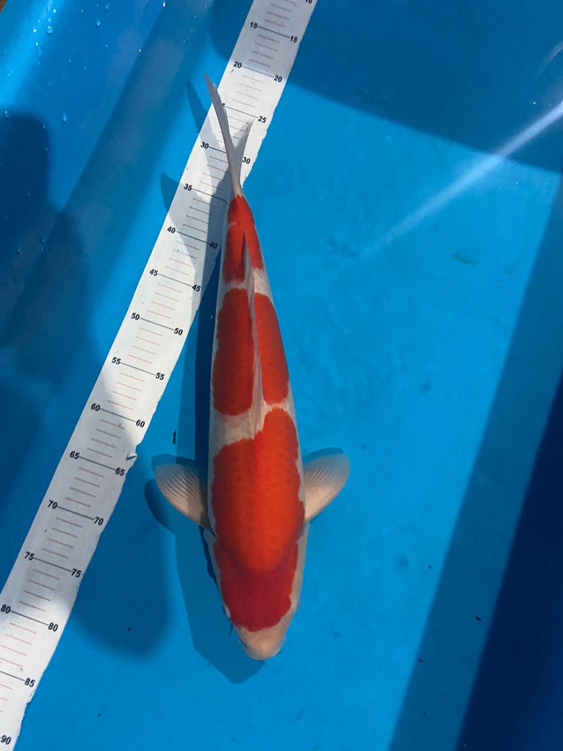Best In Size A, 51 - 55 cm