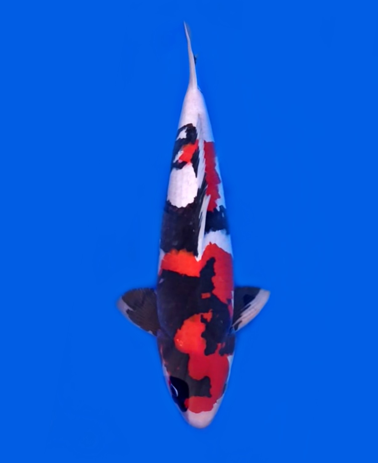 Juara 1