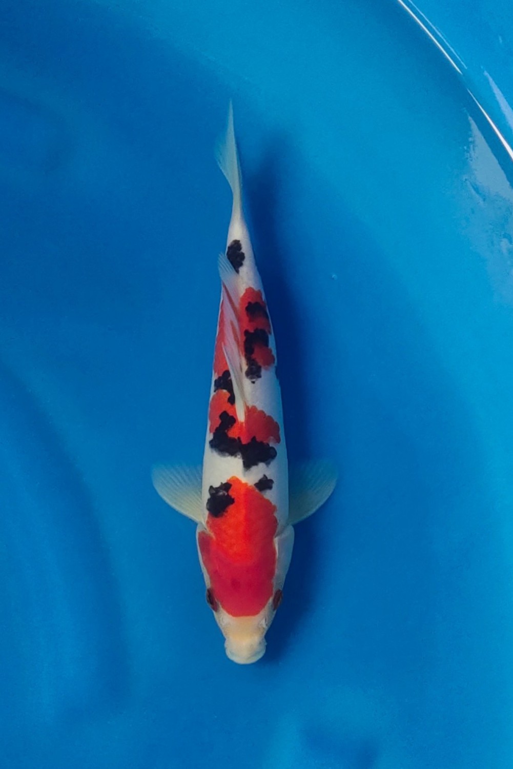 Juara 5