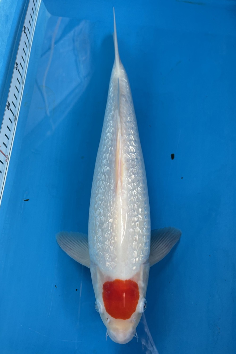 Juara 1
