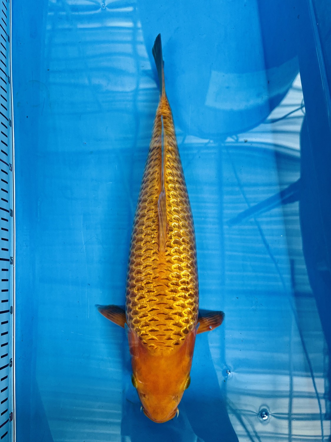 Juara 5