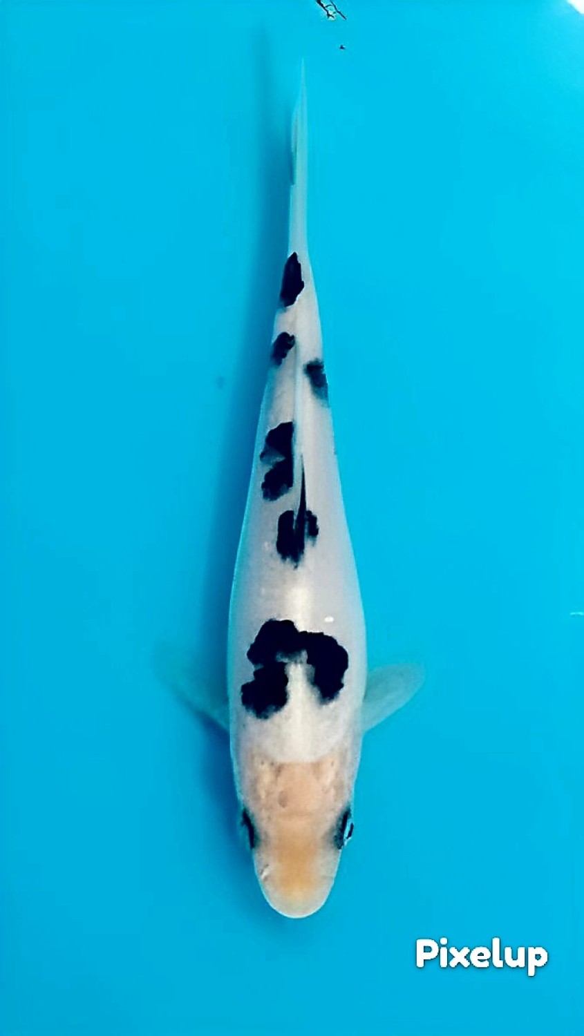 Juara 5