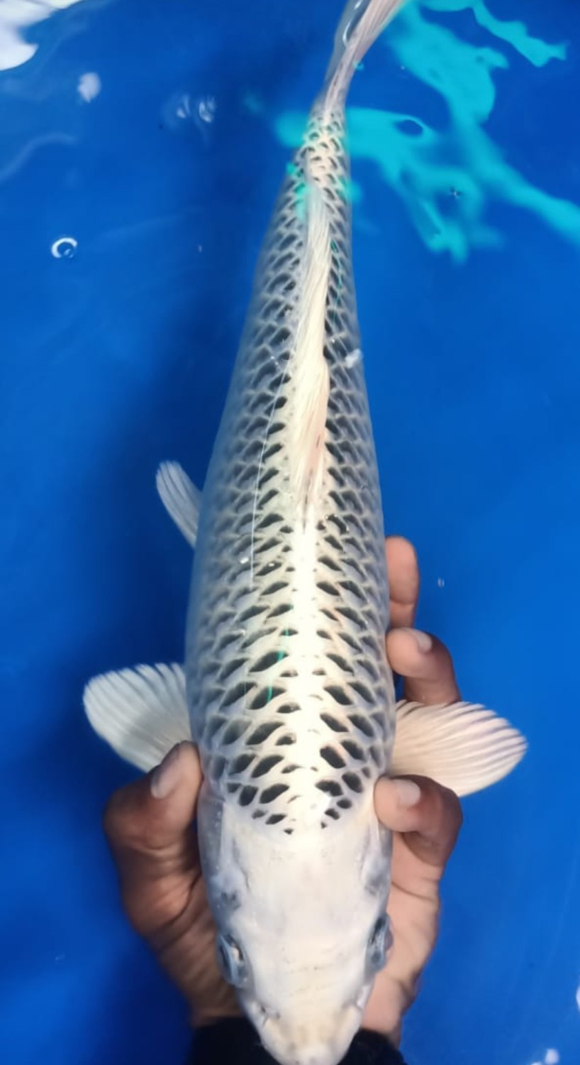 Juara 1