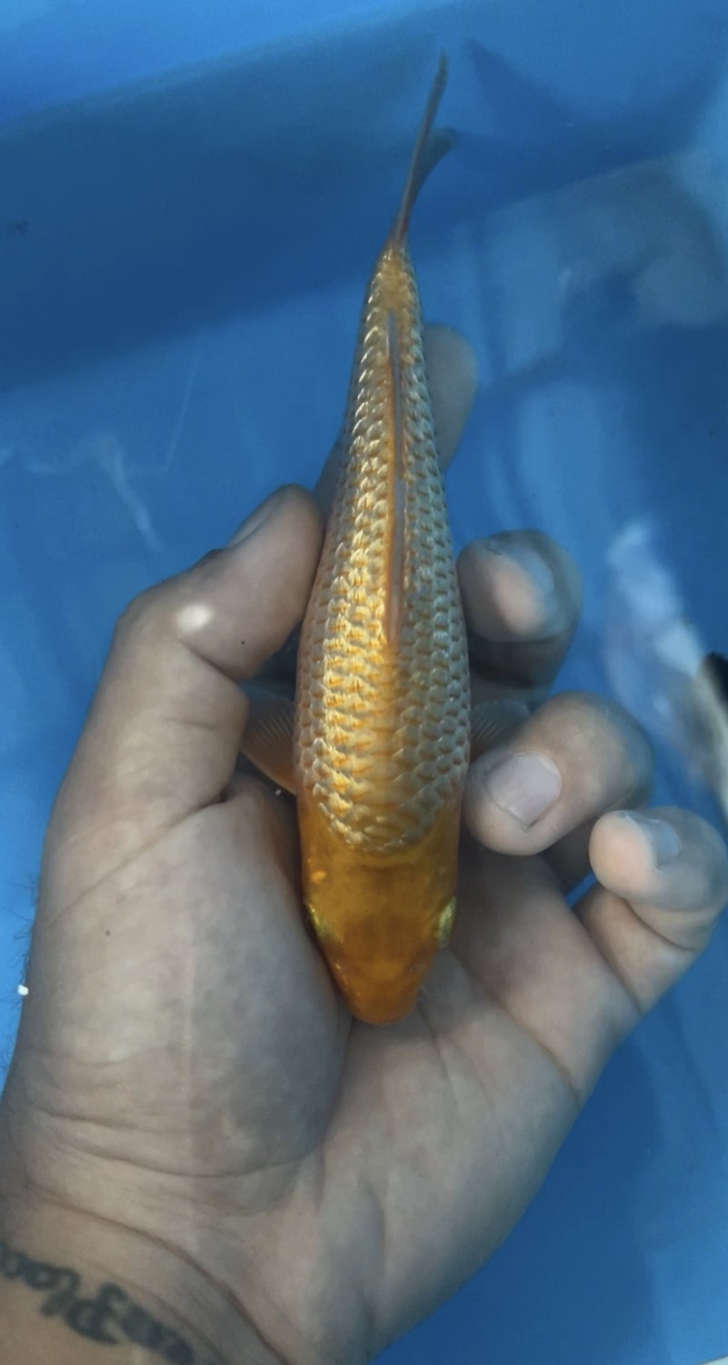 Juara 1