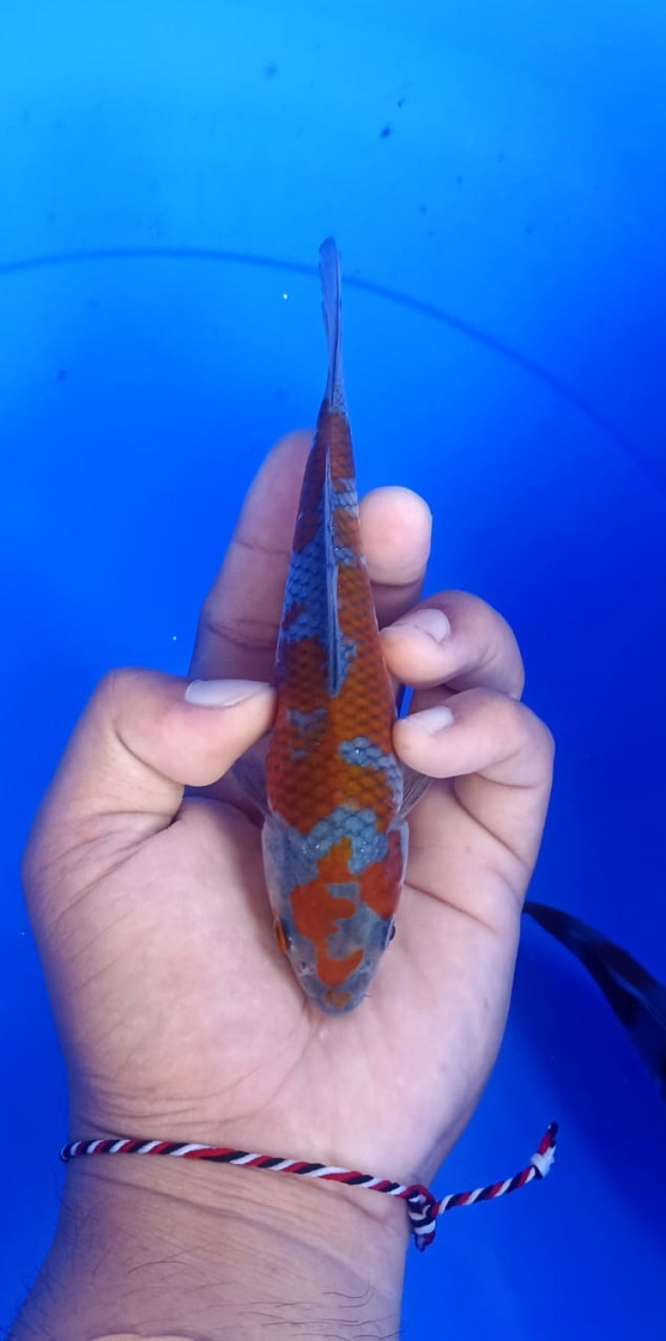 Juara 1