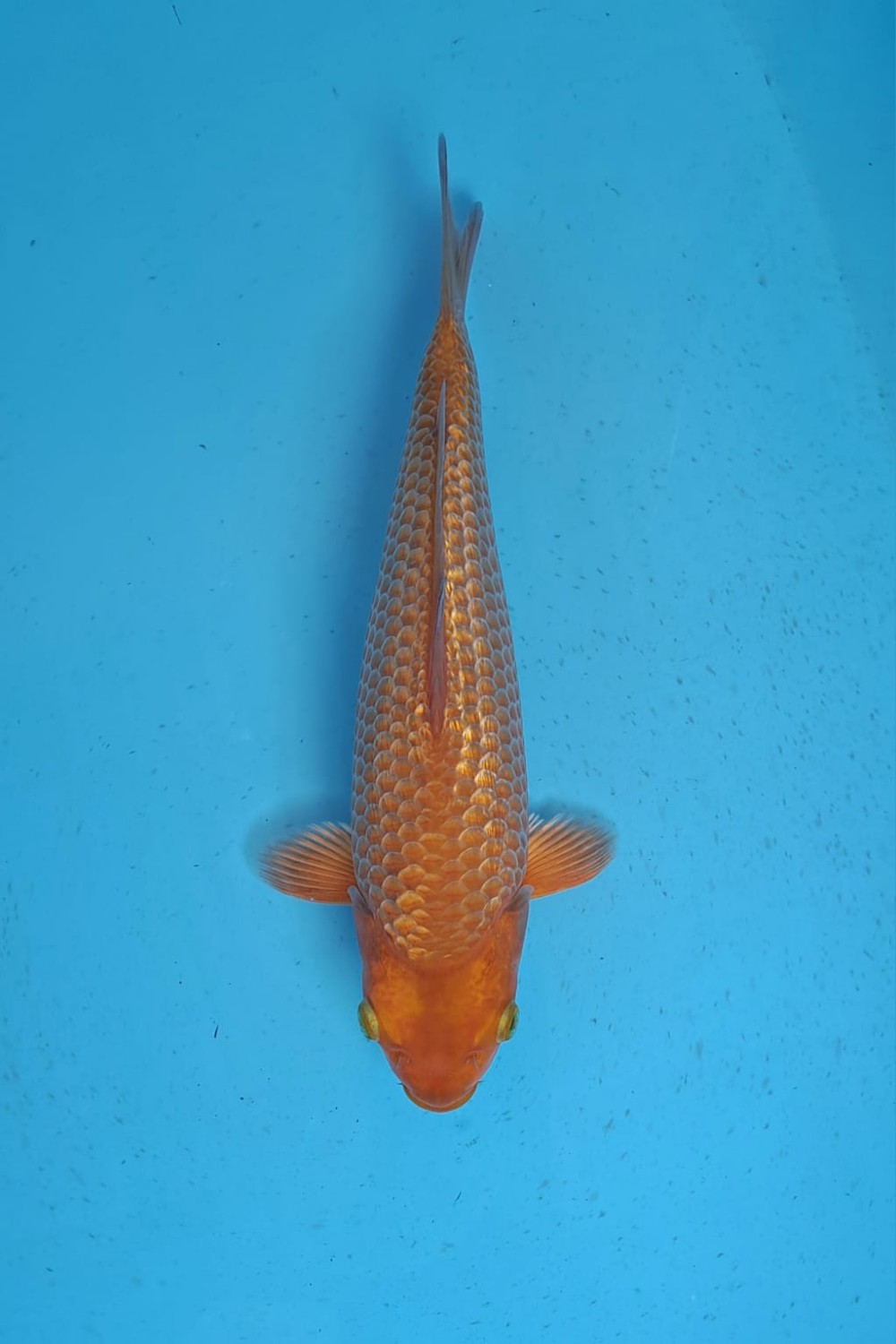 Best In Size E, 21 - 25 cm
