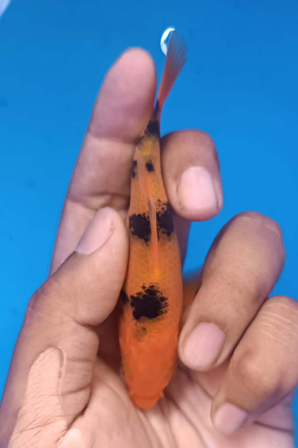 Juara 4