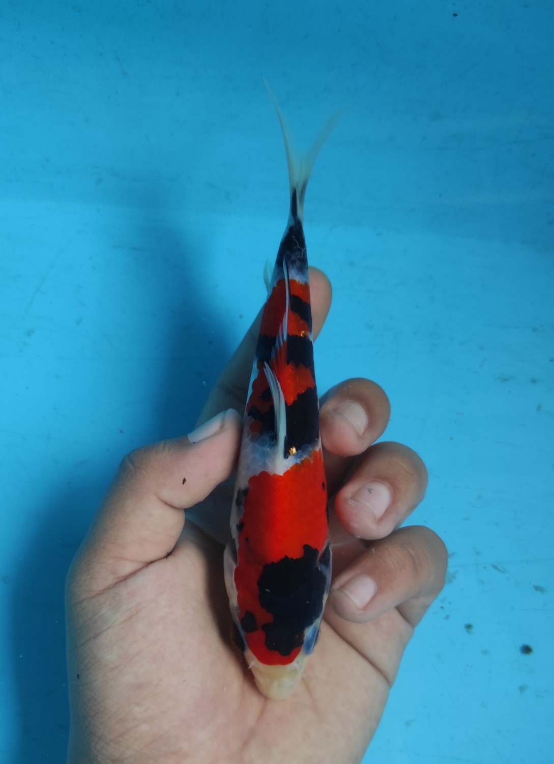 Juara 4