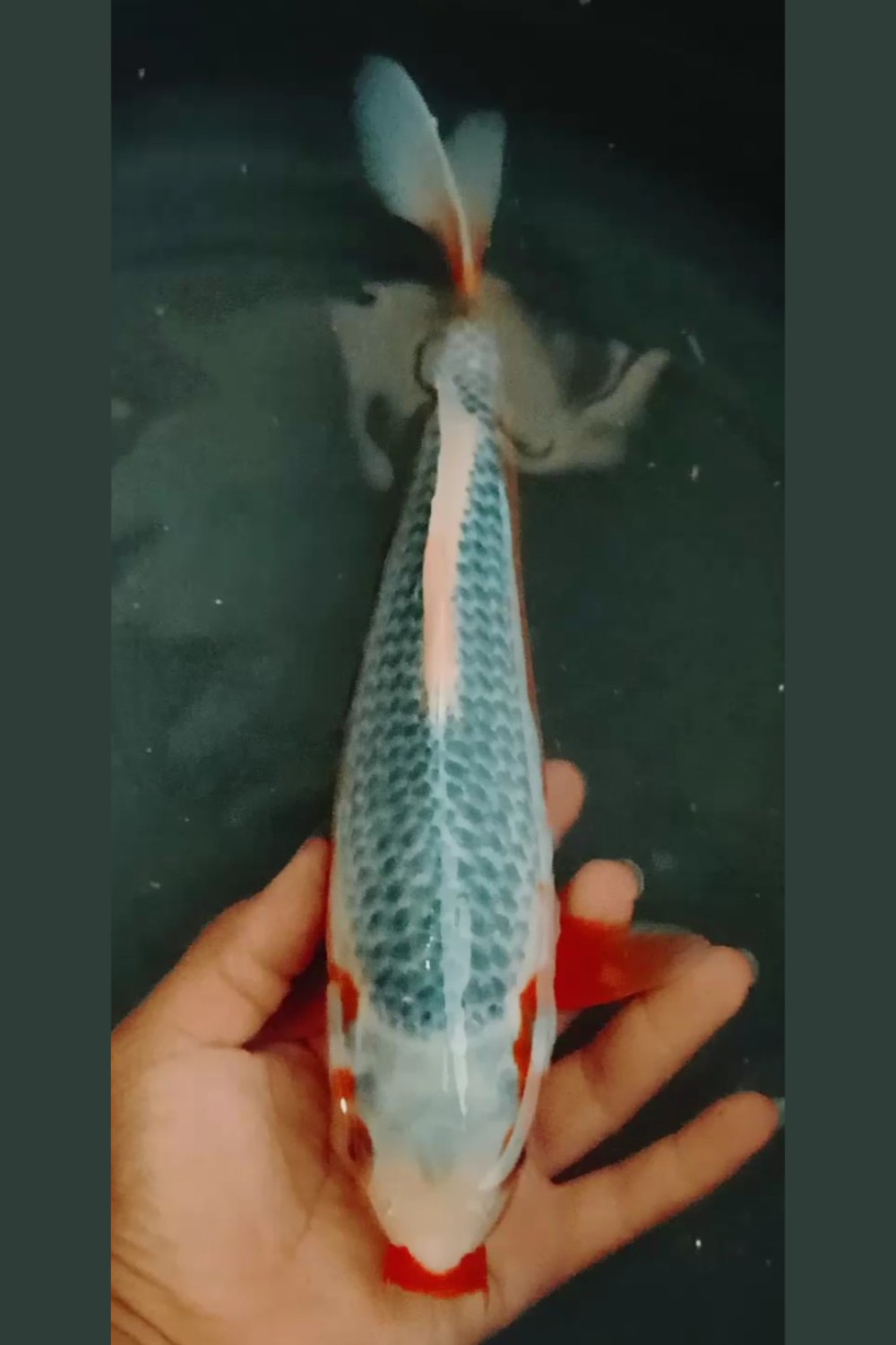 Juara 3
