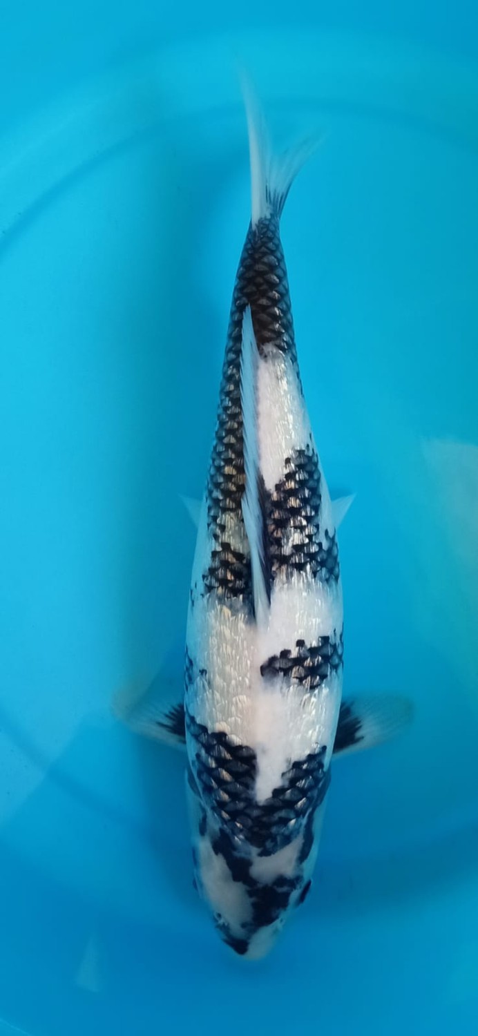 Juara 1