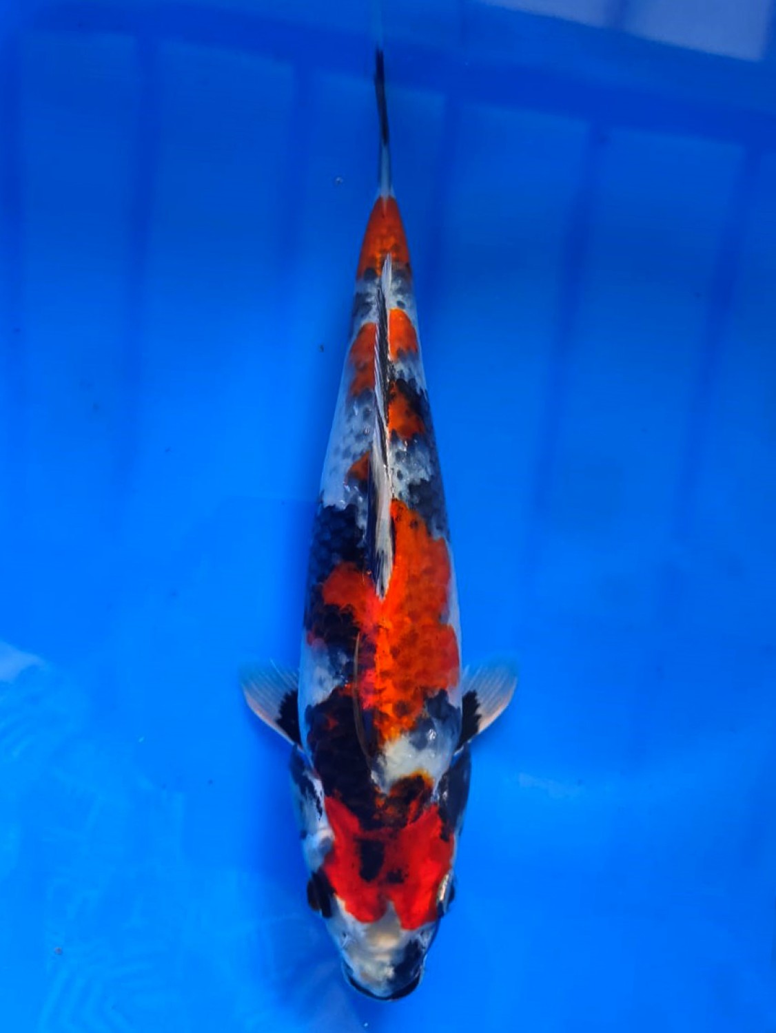 Juara 1