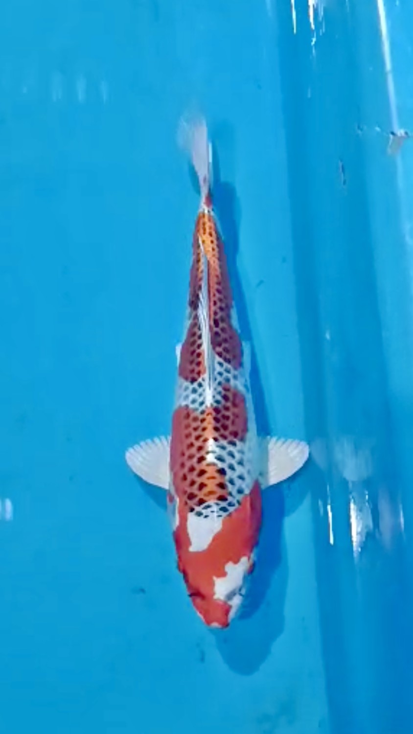 Juara 1
