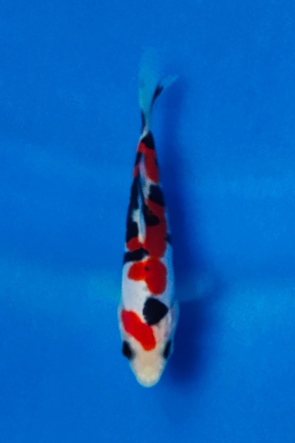 Juara 3