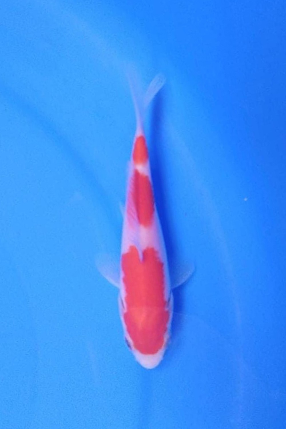 Juara 5