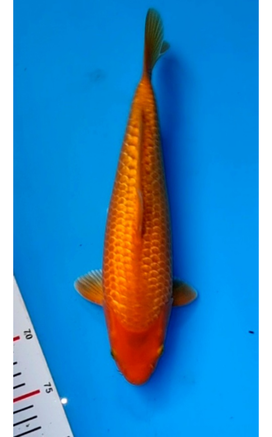 Juara 3