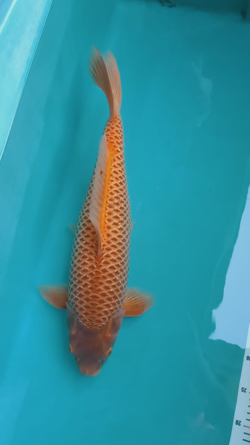 Juara 5