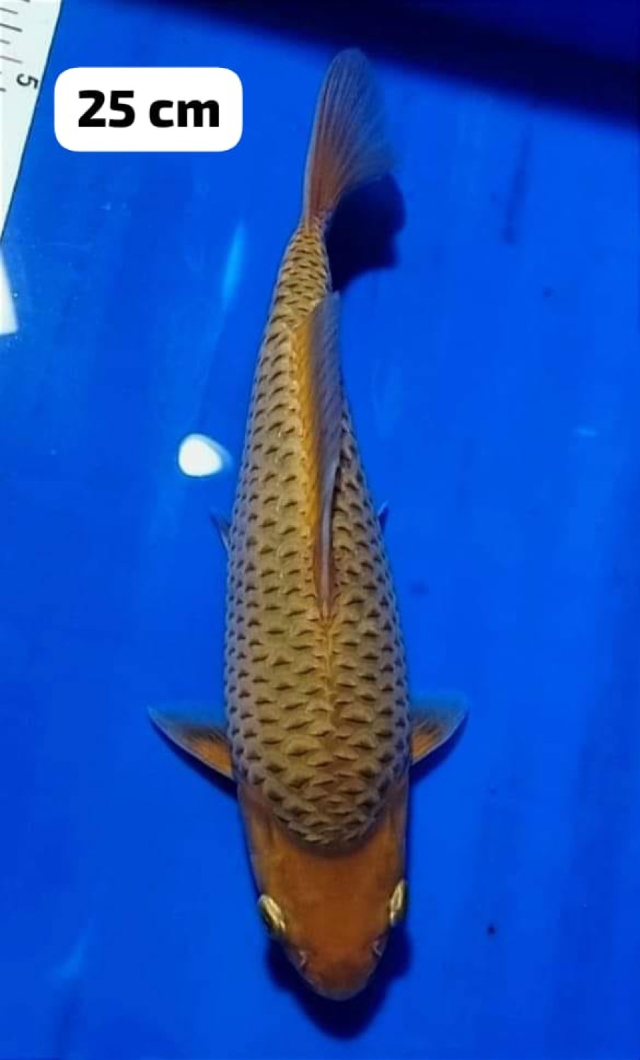 Juara 5