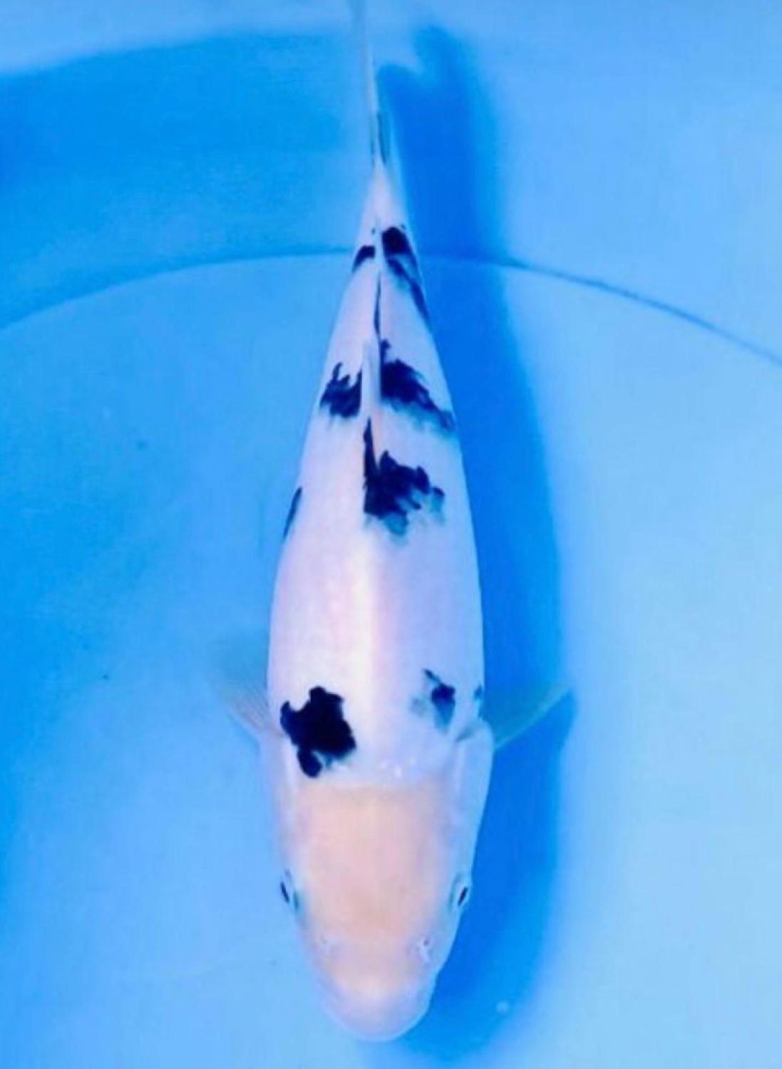 Best In Size D, 31 - 35 cm
