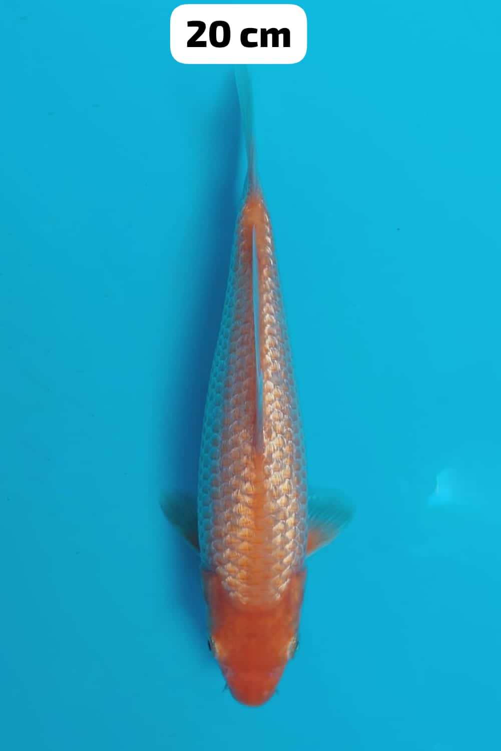 Best In Size E, 16 - 20 cm