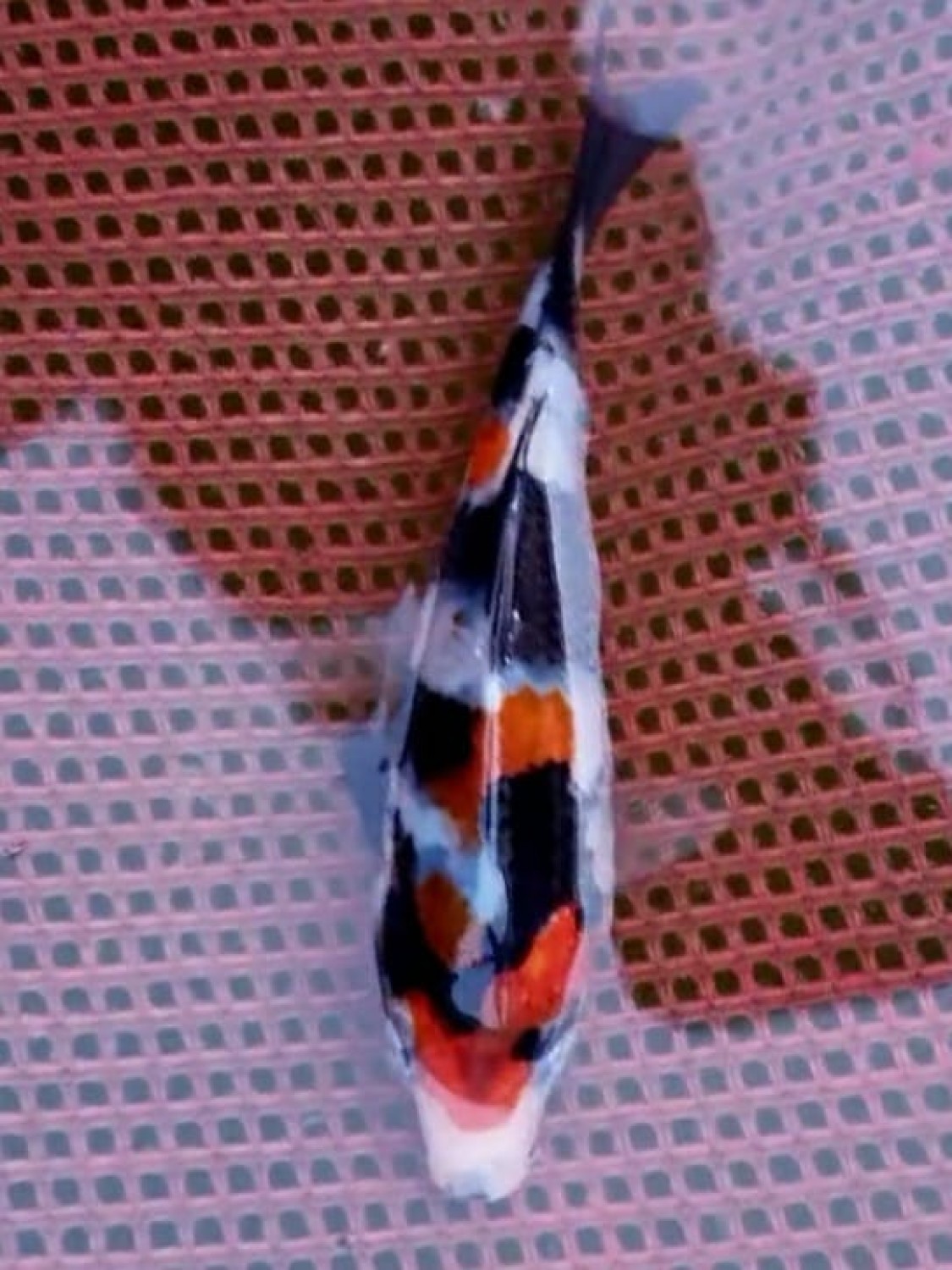 Juara 5