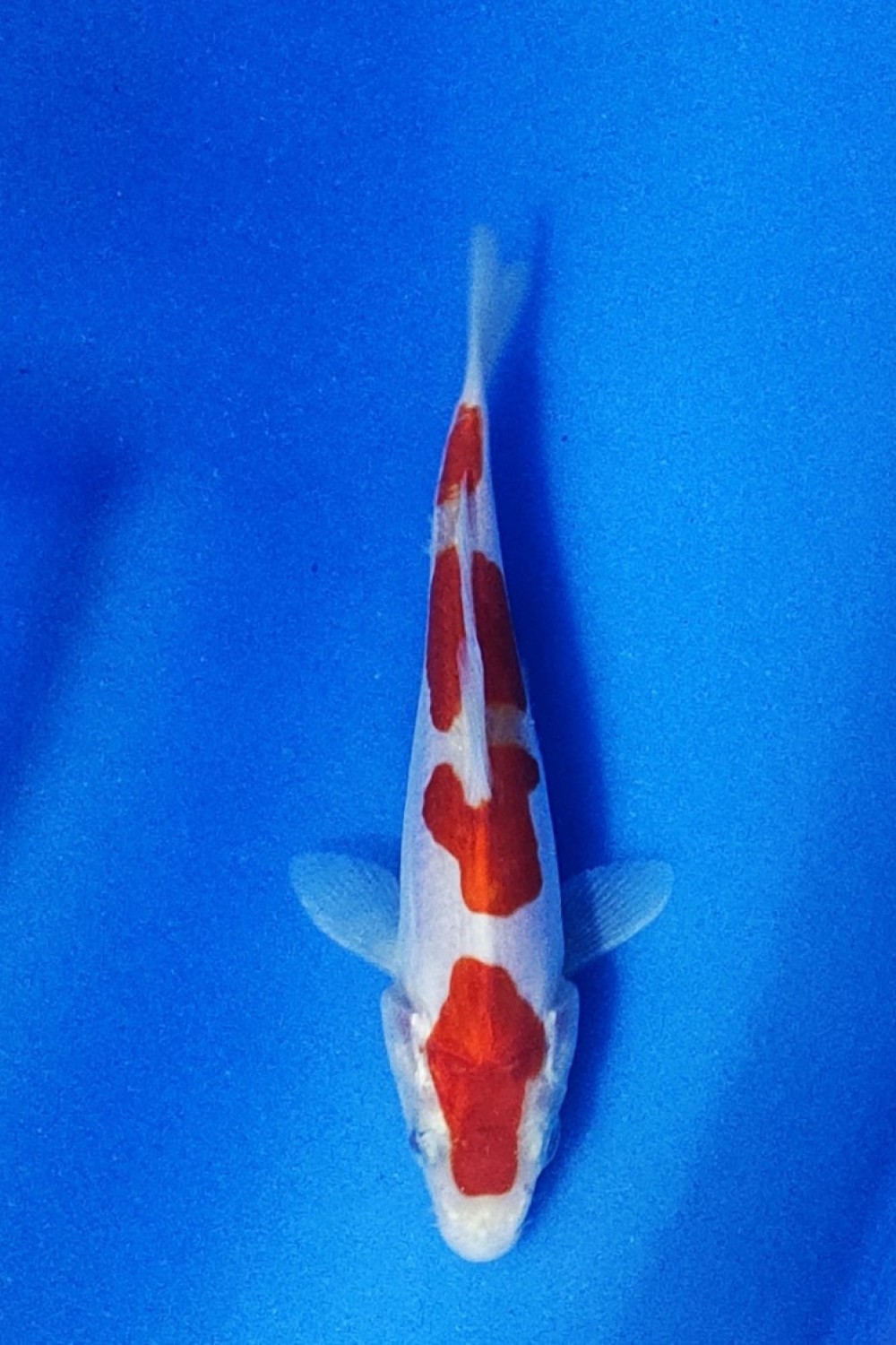 Juara 1