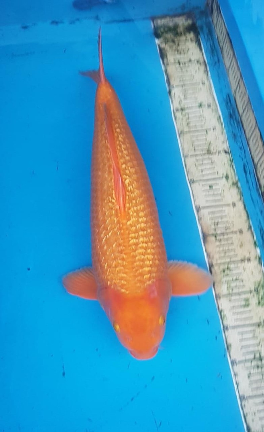 Juara 2