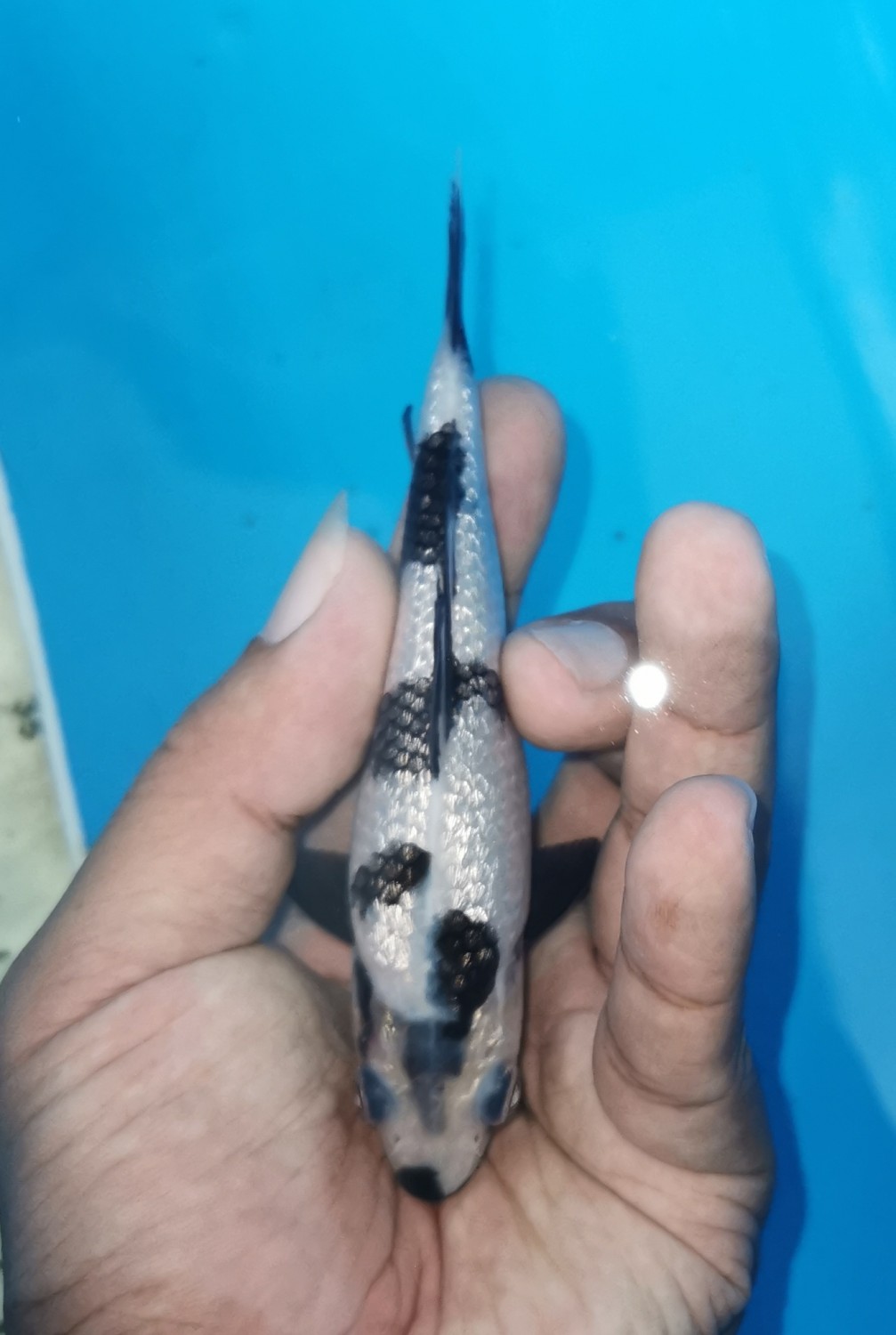 Best In Size C, Up To 12