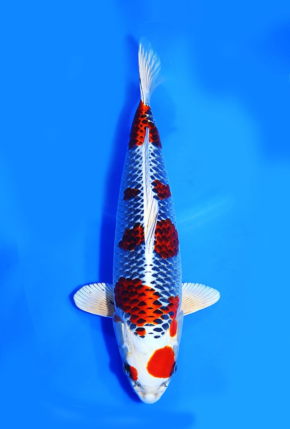 Juara 1