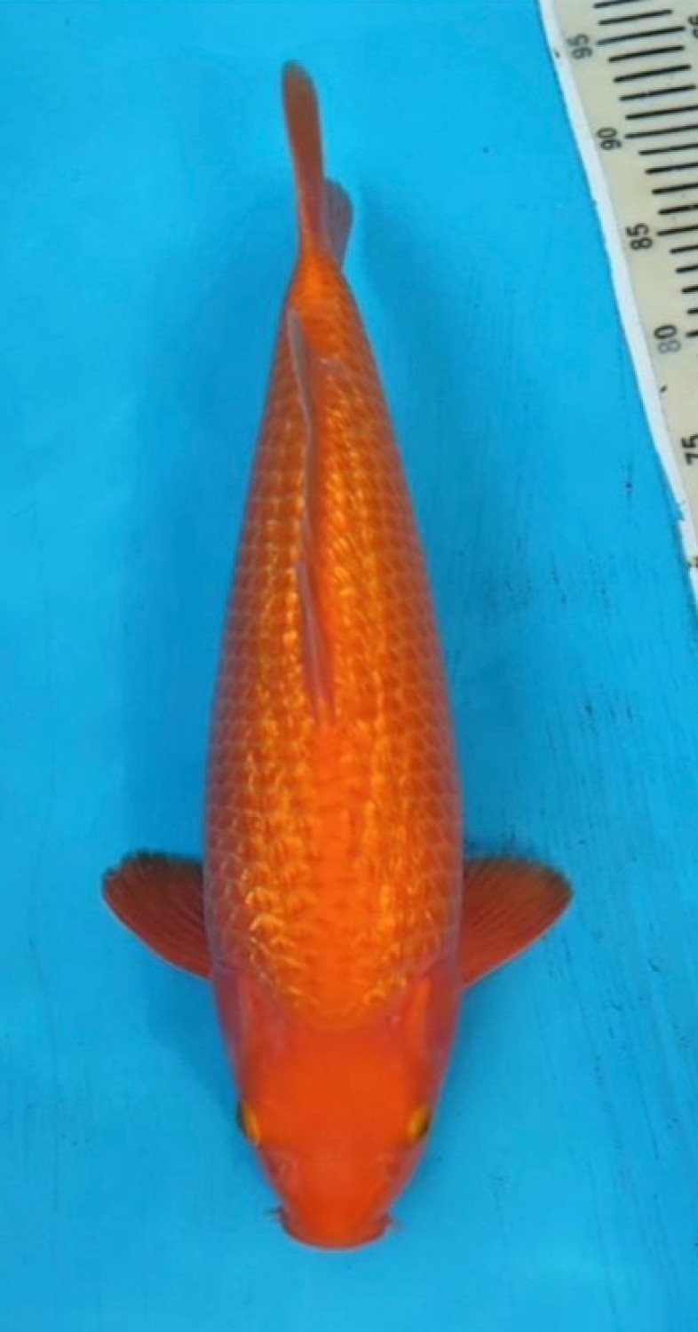 Juara 4