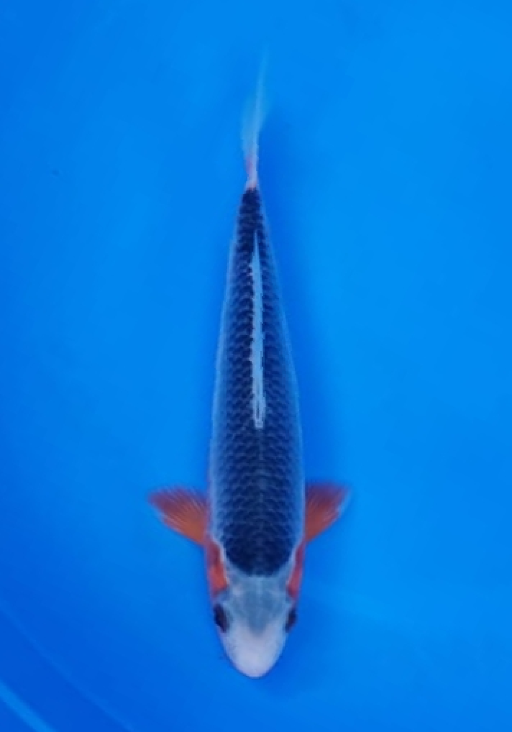 Juara 5