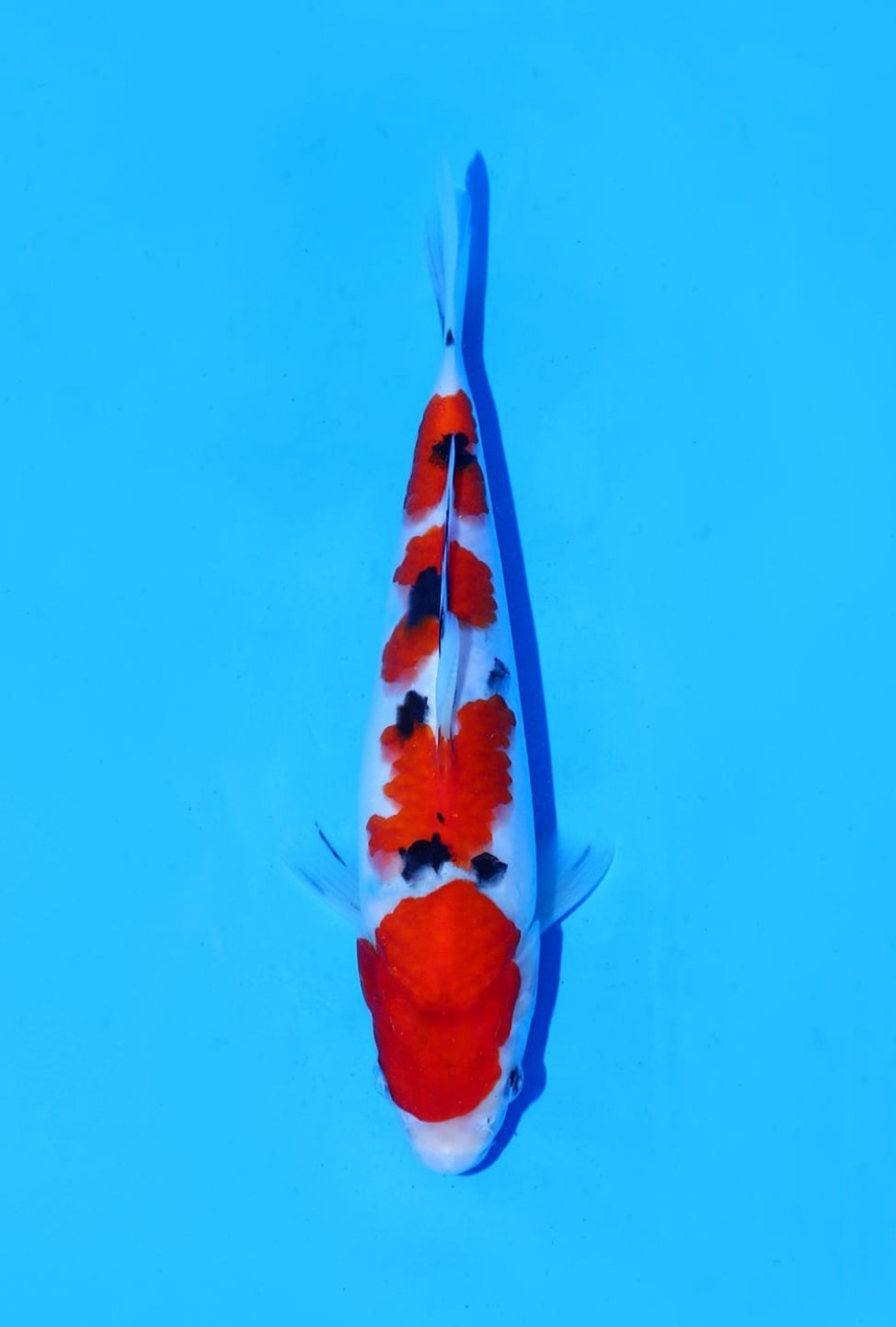Juara 5