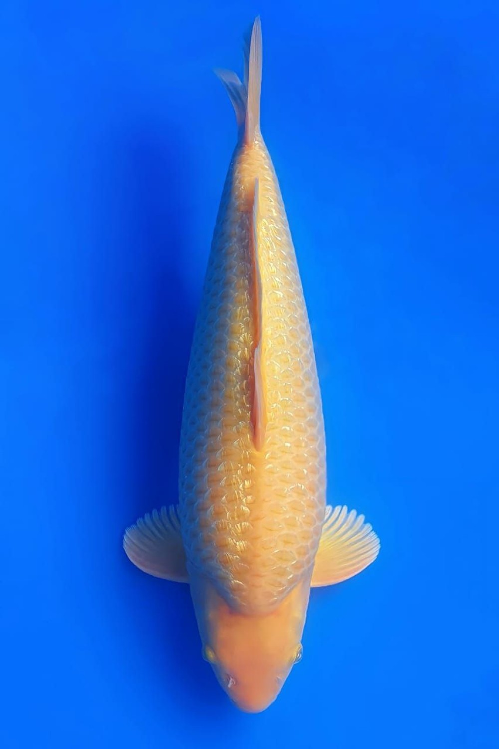 Juara 4