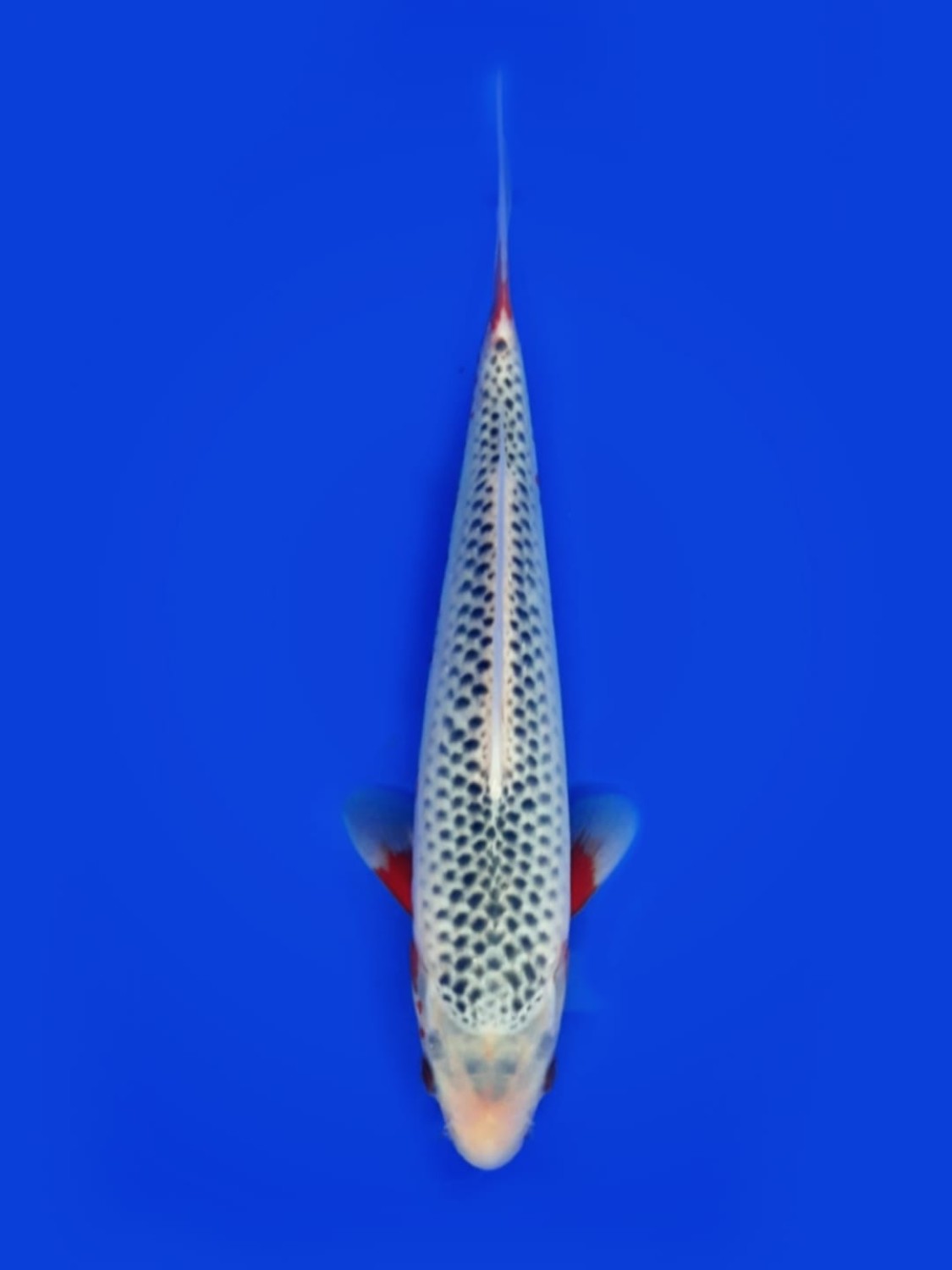 Juara 1
