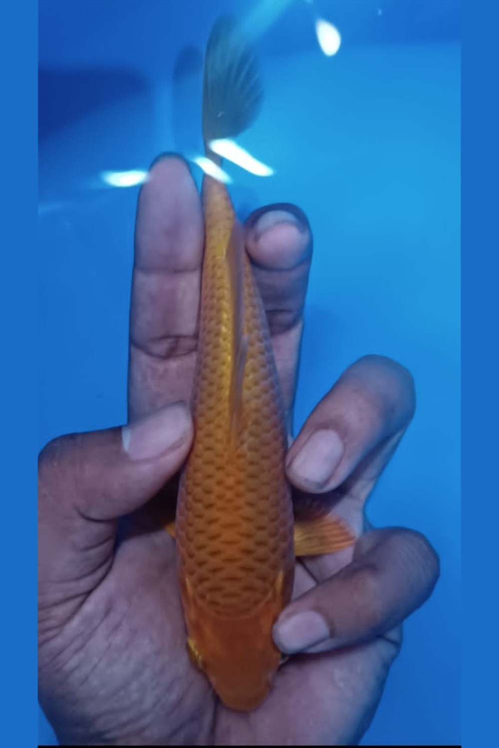 Juara 2