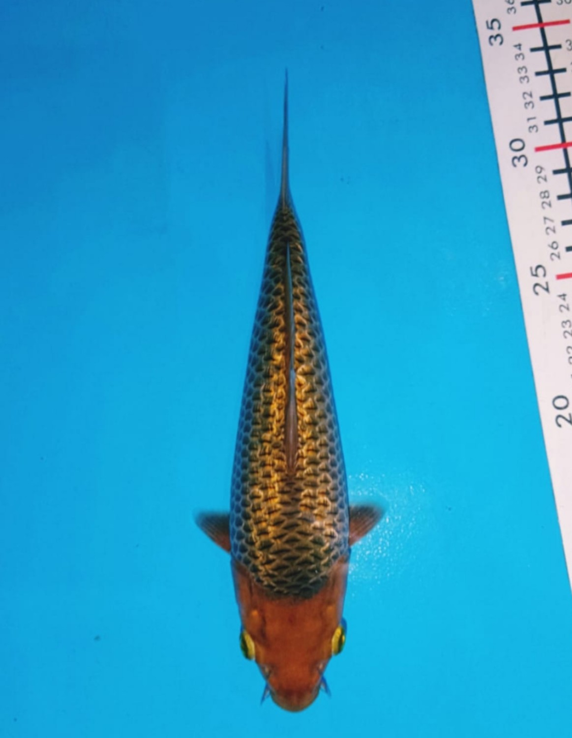 Juara 2