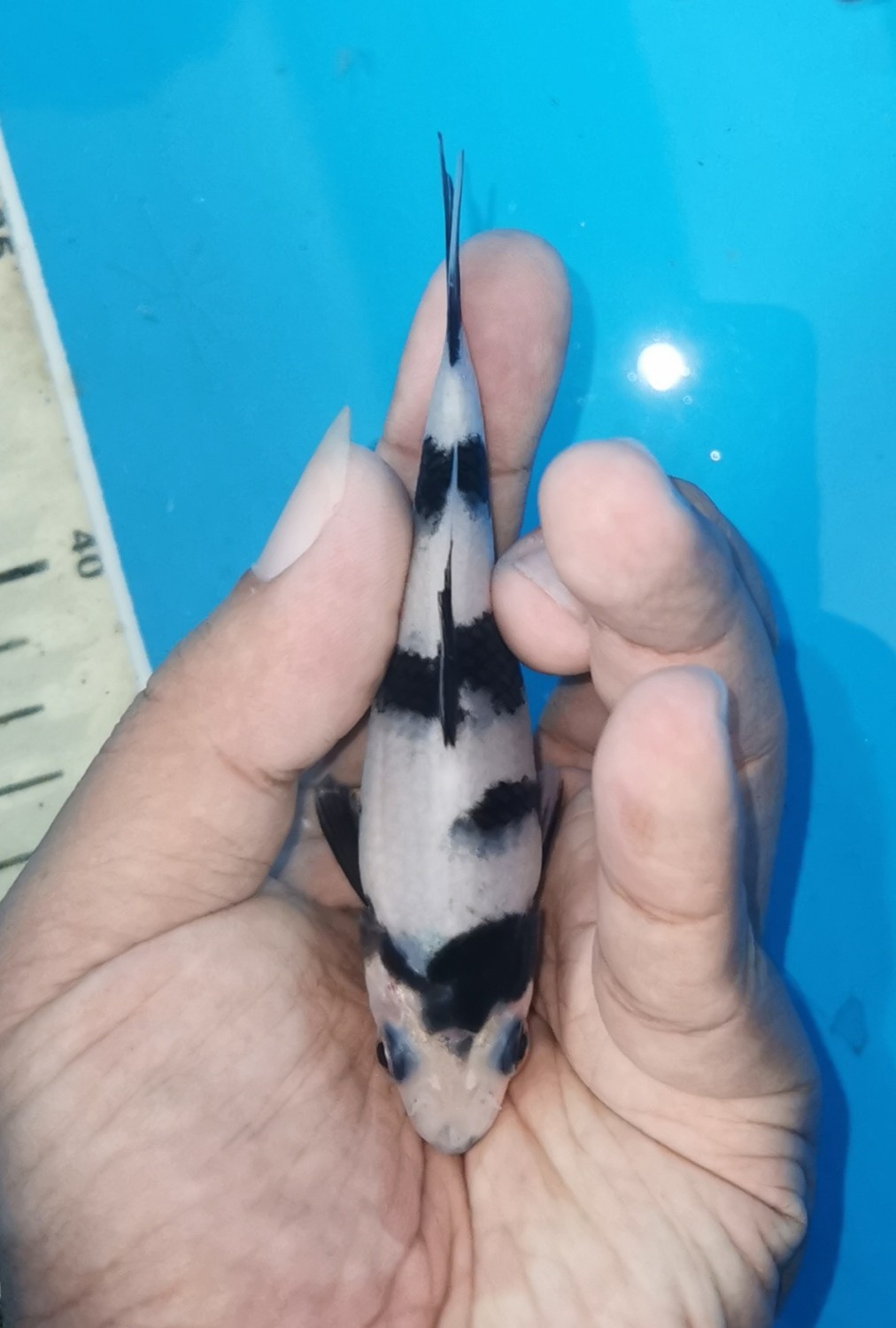 Juara 5