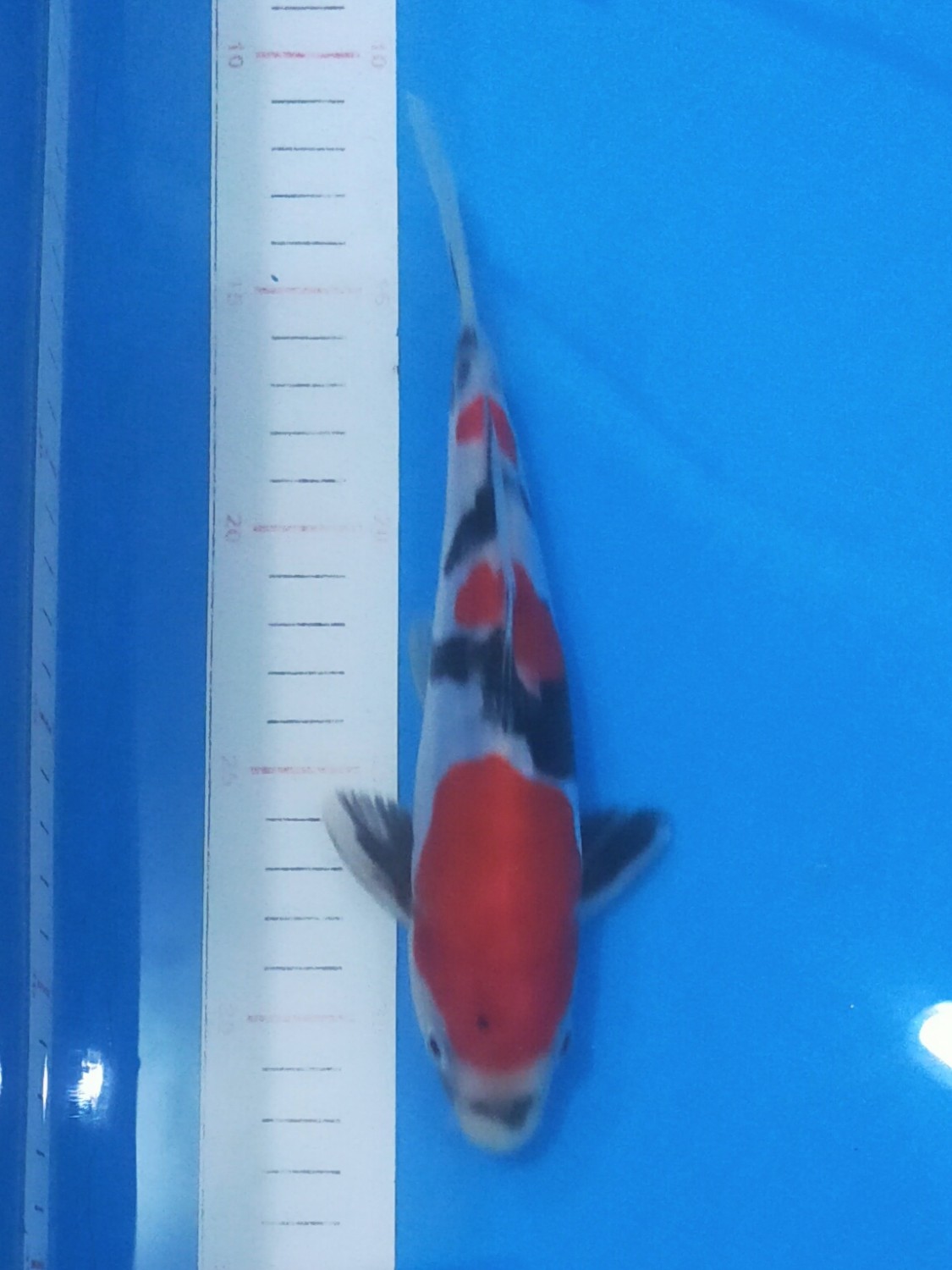 Juara 5