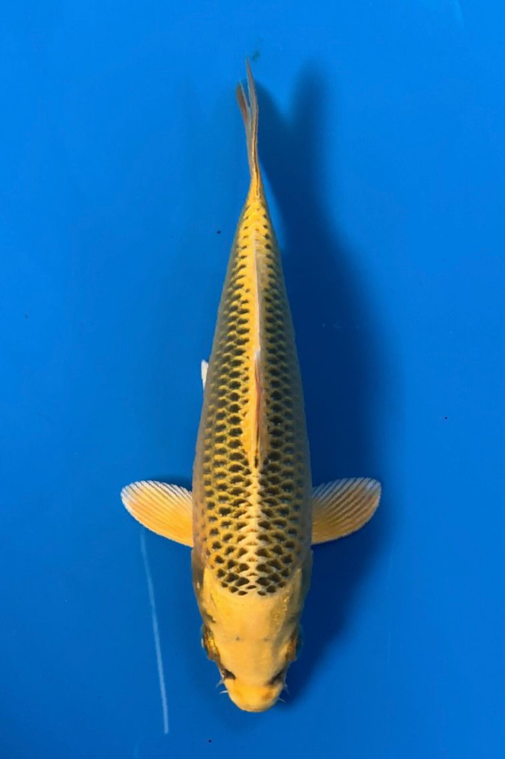 Juara 1