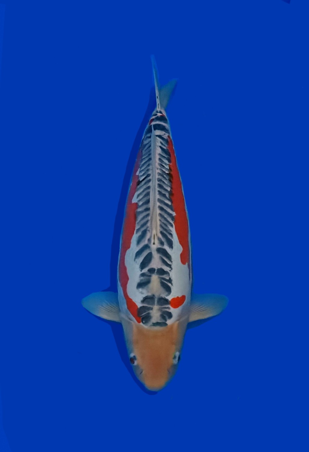 Juara 1