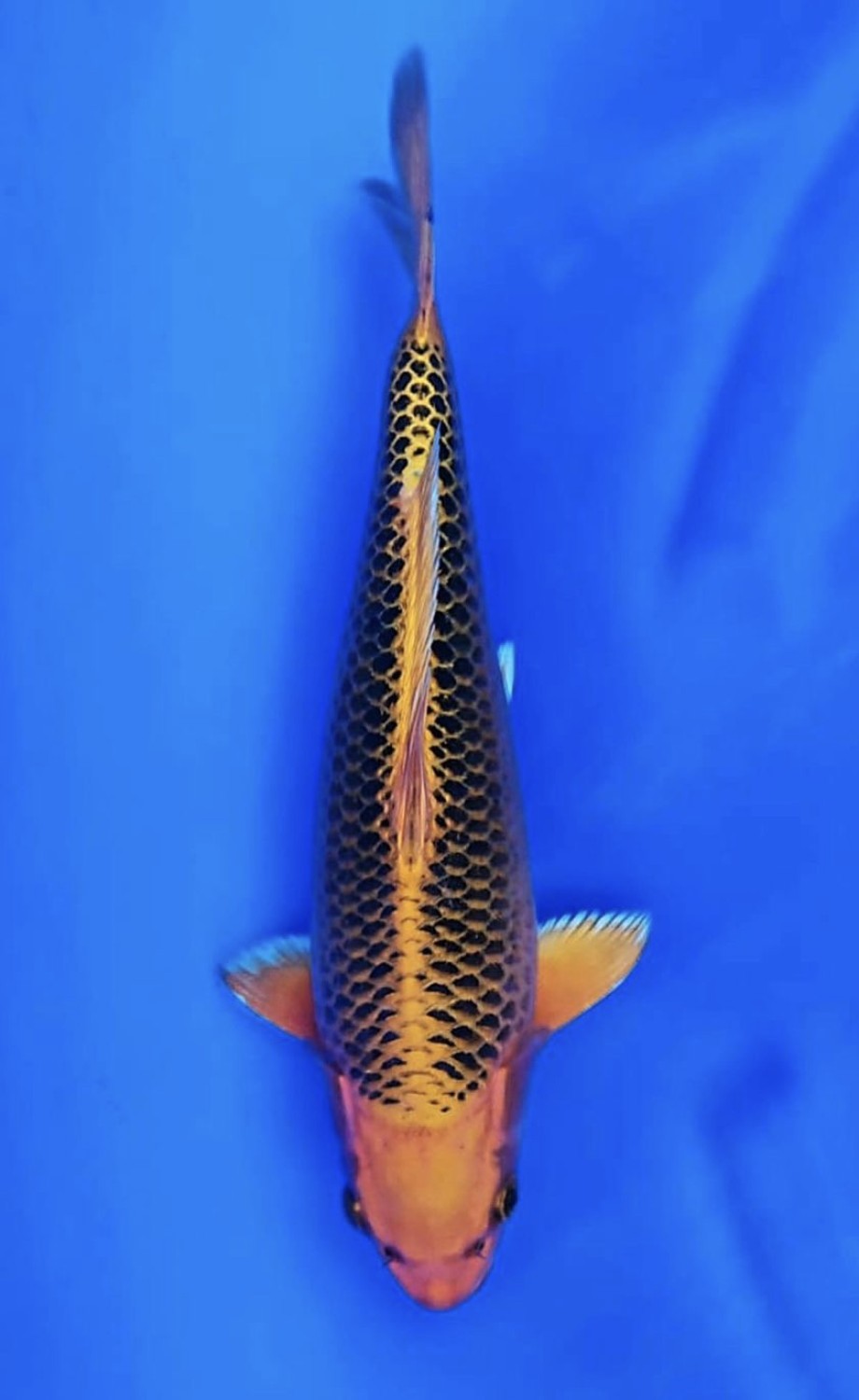 Juara 3