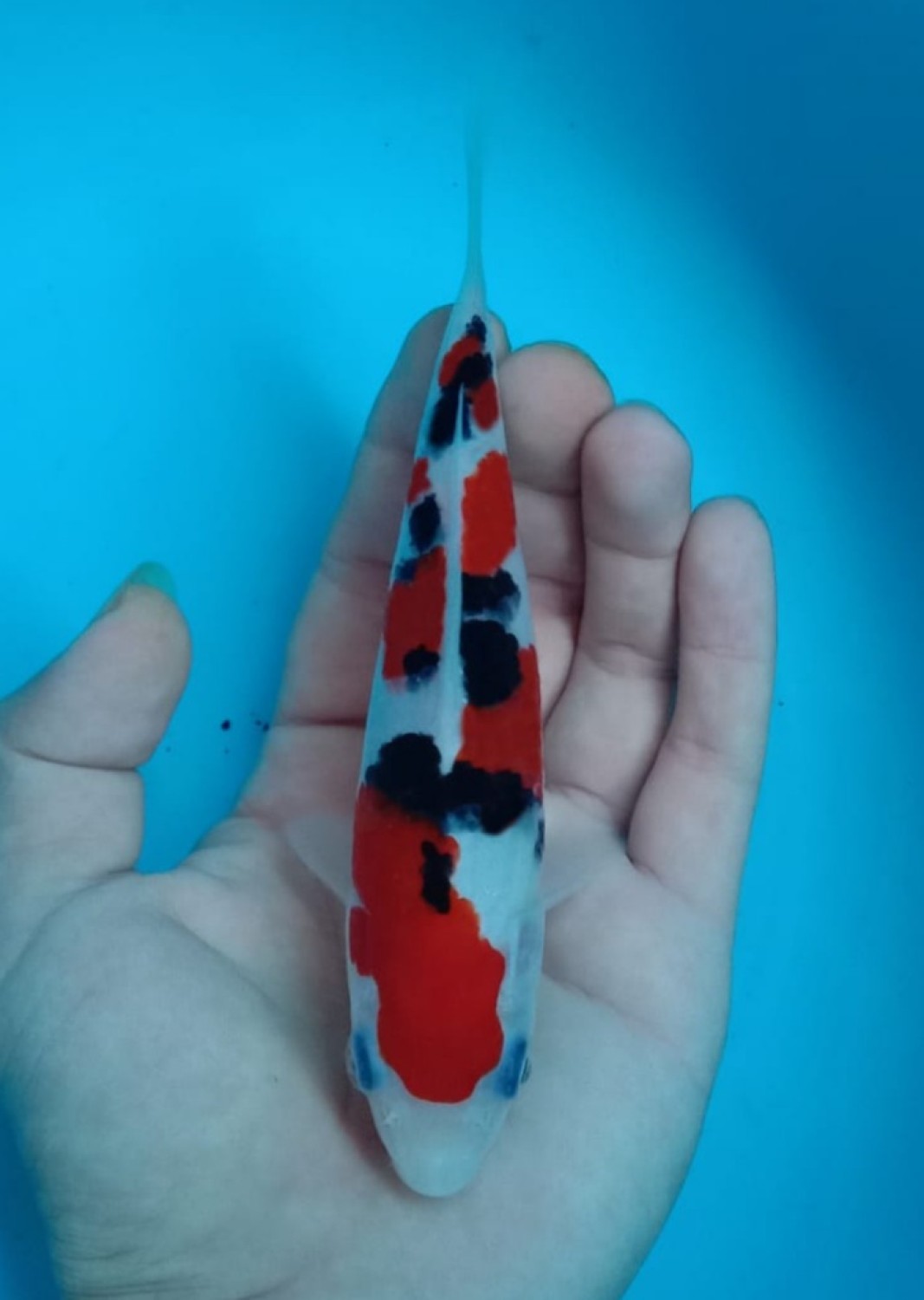 Best In Size A 13-15 cm