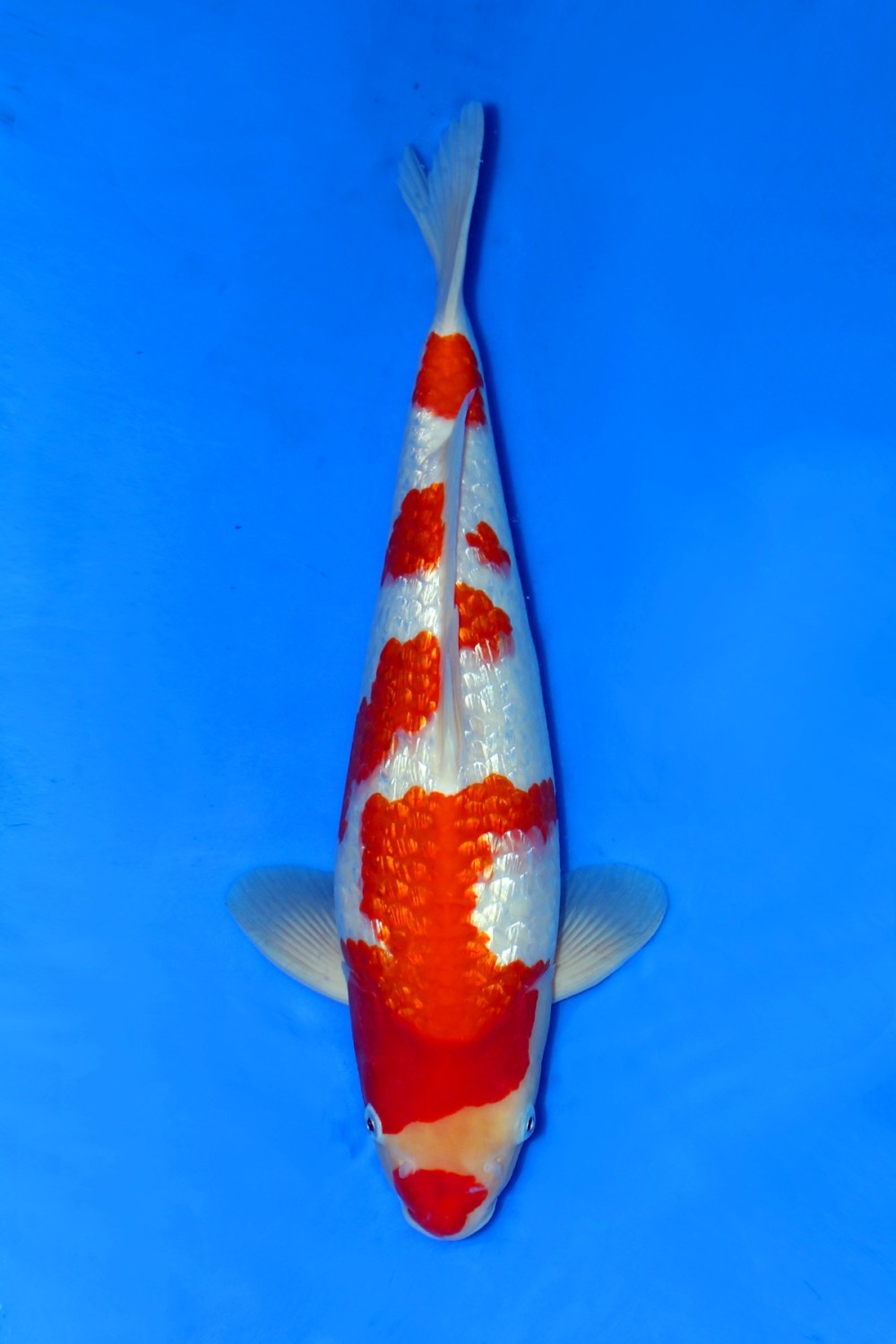 Juara 3