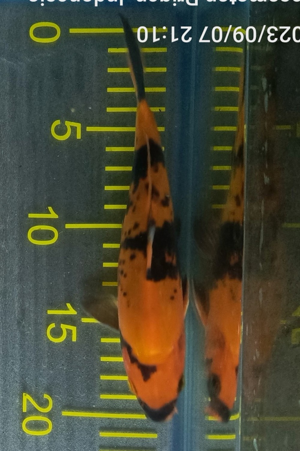 Juara 5