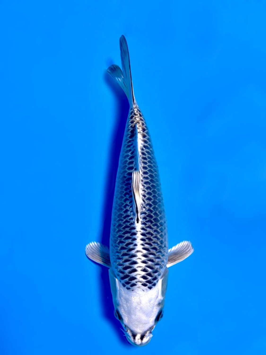 Juara 4