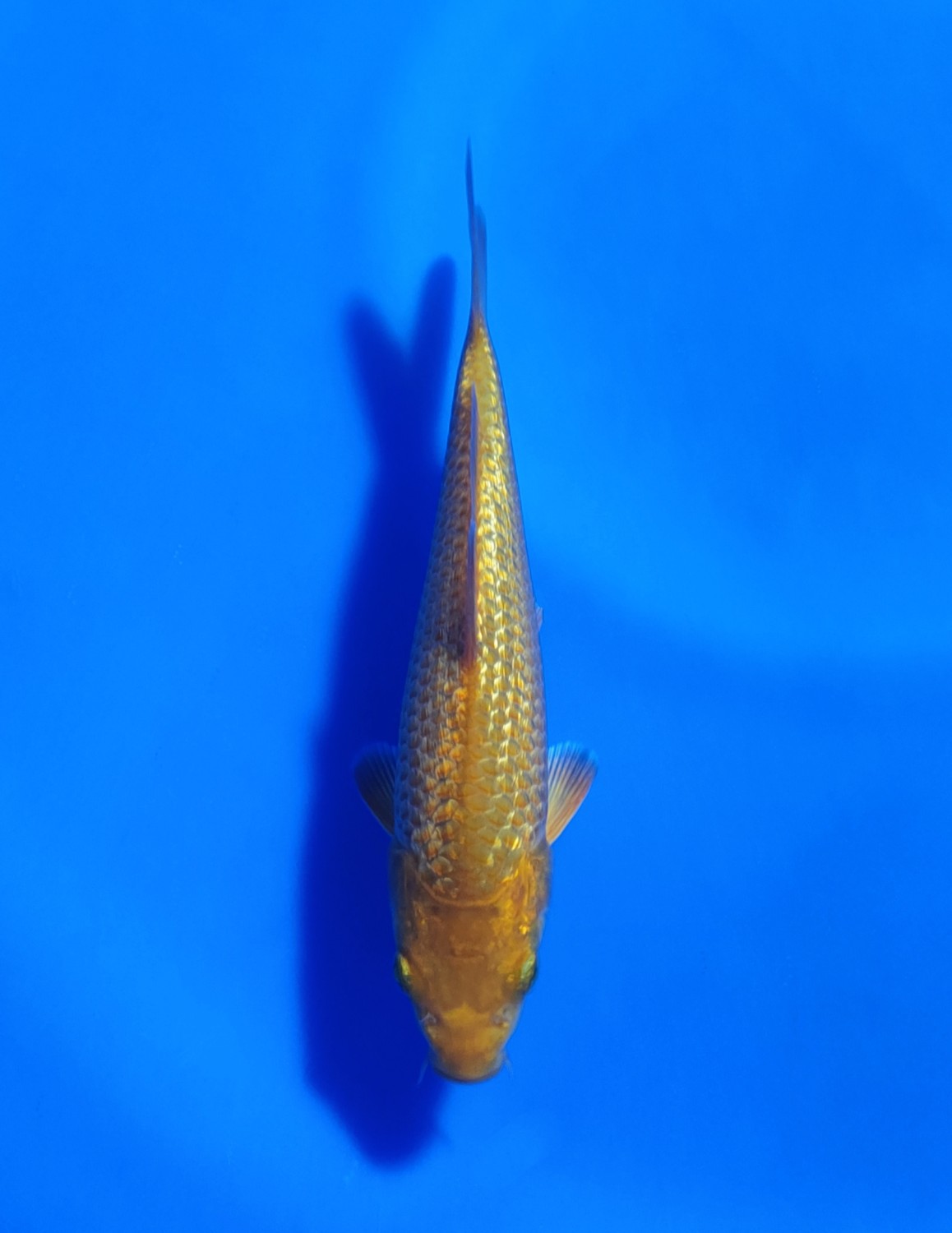 Juara 4