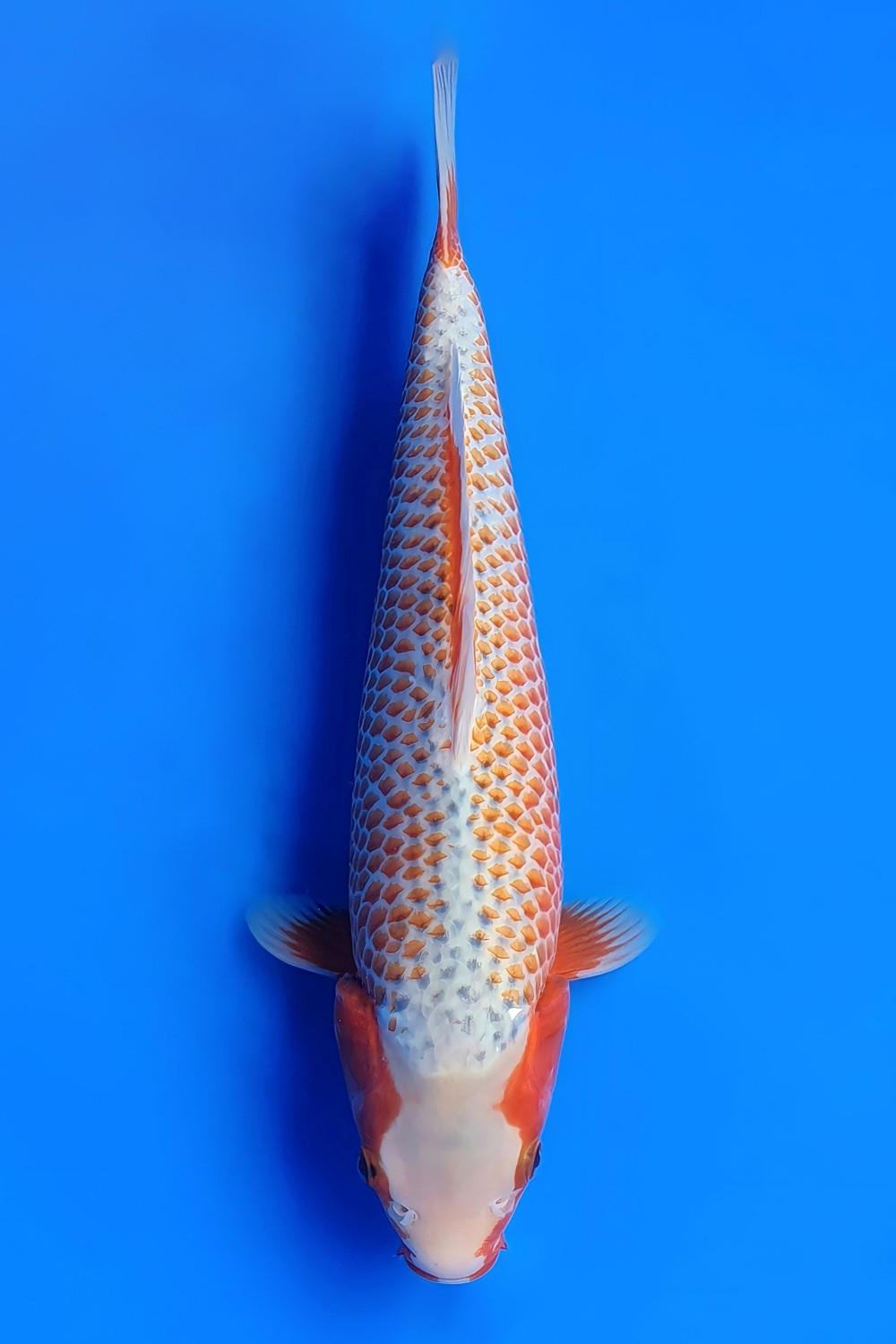 Juara 2
