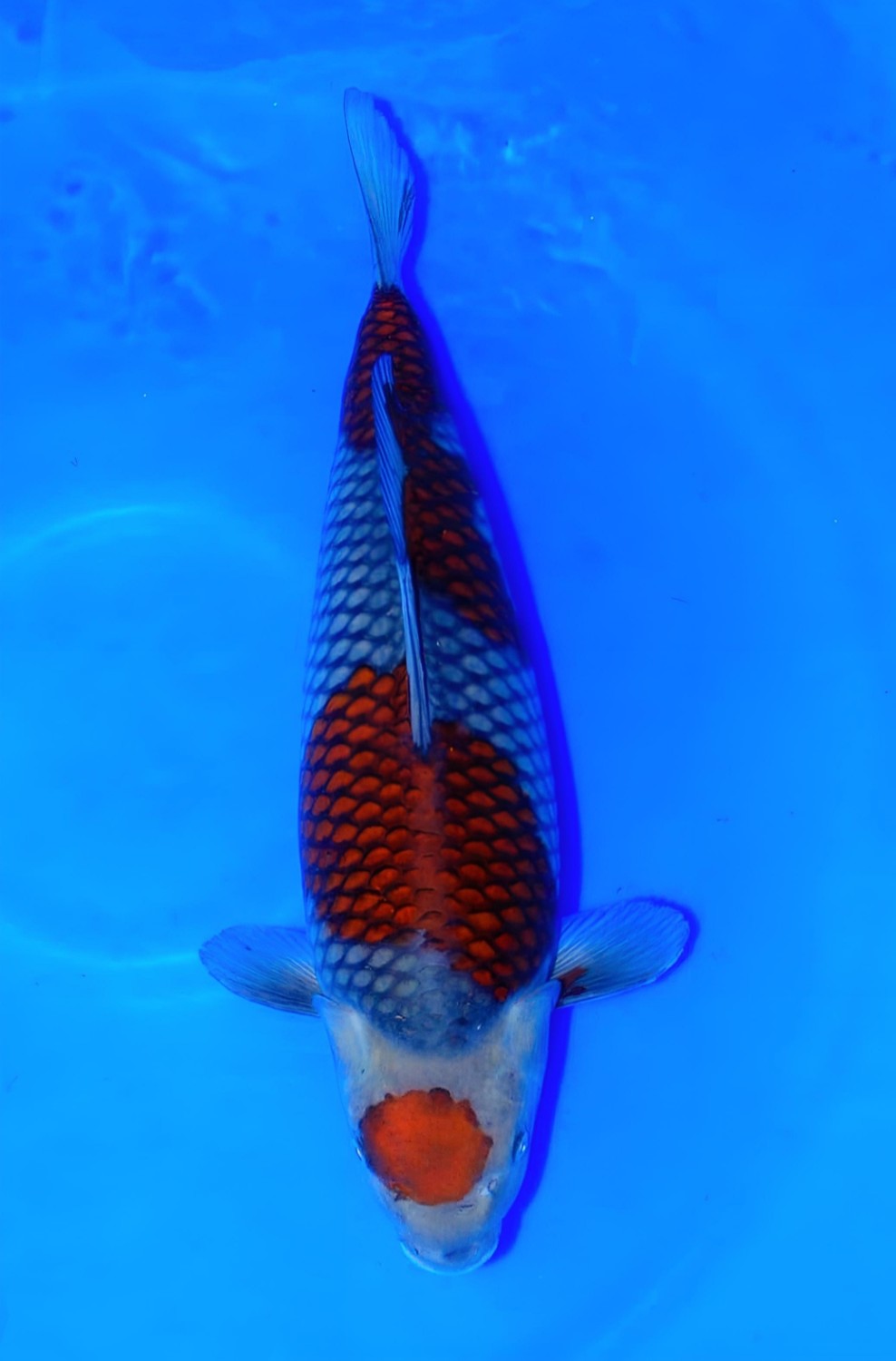 Juara 1