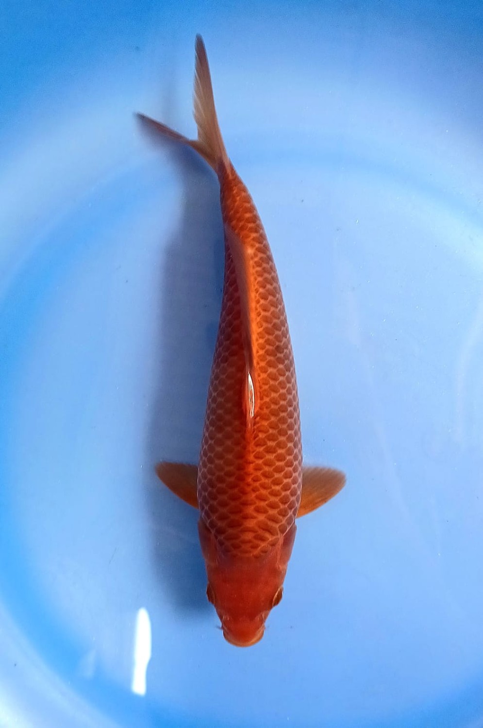 Juara 1