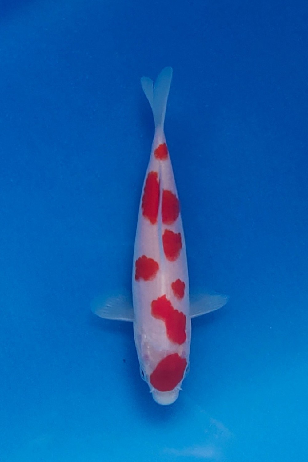 Best In Size A Up 12 cm