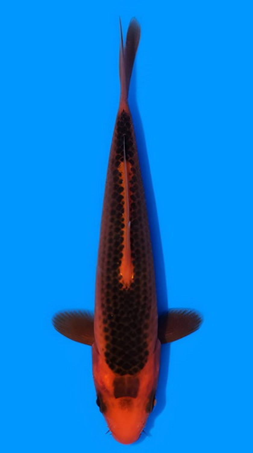 Best In Size E 13-15 cm